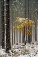 Weißes Zeugs, welches vom Himmel fiel ....