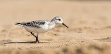 ____Sanderling___