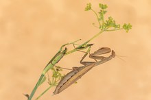 Mantis religiosa (Südfrankreich