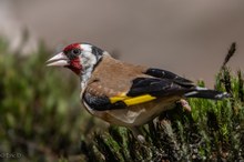 Farbtupfer im Wald