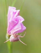 Gefährliche Blume