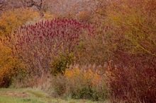 Herbstgemälde