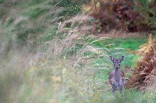 Im Dam(en)wald