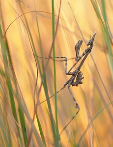 Zweite Miniempusa