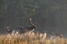 Die Brunftzeit des Damwildes hat angefangen