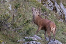 Flehmen