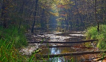 Auwald im Herbst