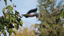 Eichhörnchen im Flug