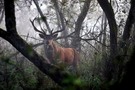 Rothirsch im Nebel