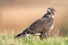 Aug in Aug mit dem Mäusebussard