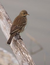 Bergpieper (Anthus spinoletta)