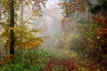 Schöner bunter Herbst