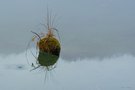 Ein bisschen grün in der grauen Nebelwelt