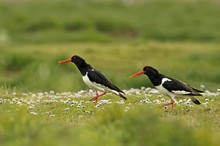 Im Schleichgang über die Wiese