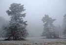 Nebel ...