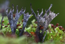 Naturalistischer  Gr uß...