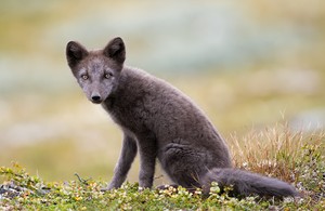 Vulpes lagopus