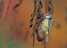 Herbstfarben....