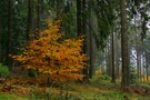 Herbstlicher Farbtupfer im Fichtengeäst