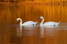 Schwäne im Goldteich