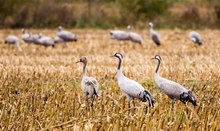 Safari in der norddeutschen Tiefebene