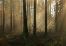 Der Morgen erwacht im Herbstwald - Take 1