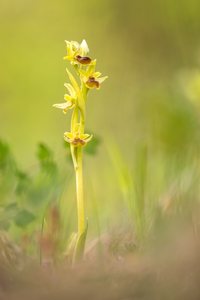 Seltenes "Mauerblümchen"