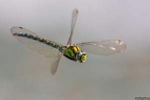 Mosaikjungfer im Flug