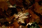 Waldboden im Herbst