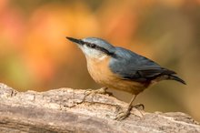 Kleiber im Herbst