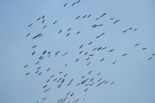 Wildgänse rauschen ab...