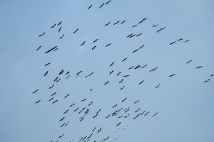 Wildgänse rauschen ab...