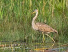 Purpurreiher (Ardea cinerea)