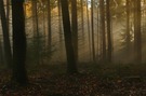 Malerisch verträumter Herbstwald im morgendlichen Lichtschein