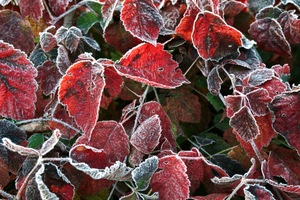 Laubfrost in rot/grün