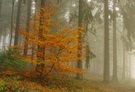 Herbstliche Rotbuchenromantik