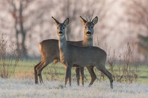 Am frühen Morgen