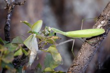 Mantis vs. Mantis