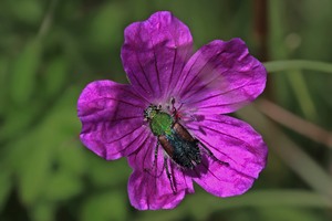 Gartenlaubkäfer ?