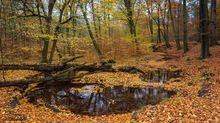 Rotbach Vollherbst