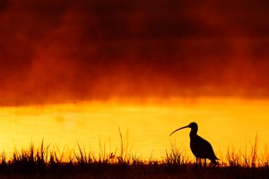 Brachvogel im Morgennebel