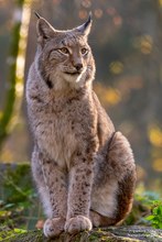 Europäischer Luchs