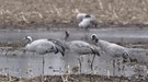 Grauer Alltag in der Griesen Gegend