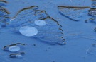 Eisige Muschel mit einer Art "Fingerabdruck"