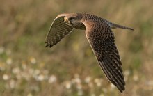 Turmfalkendame im Vorbeiflug