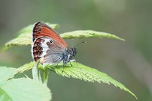 Weißbindiges Wiesenvögelchen