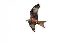 Red Kite