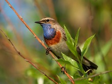 Blaukehlchen