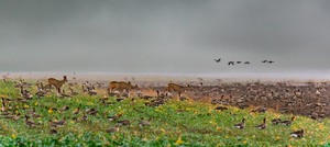 die Gänseschar ist angekommen...