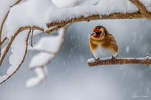 Schneeflöckchen-- Weißröckchen, wann kommst du geschneit